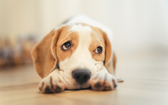 4k, Beagle Dog, puppy, close-up, sad dog, pets, dogs, cute animals, Beagle