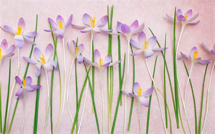 crocuses on a pink background, spring flowers, crocuses, background with purple flowers, floral background