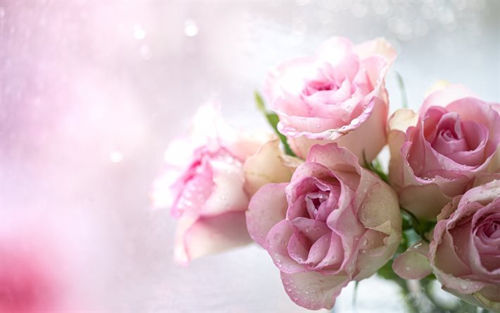rosas de color rosa, fondo rosa, rosa flores, rosas, rosa rosa yemas, fondo con rosas