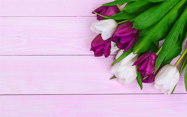 Descargar fondos de pantalla tulipanes morados, ramo de tulipanes, tulipanes  blancos, ramo morado blanco, tulipanes, fondo con tulipanes, flores de  primavera, tulipanes en tablas libre. Imágenes fondos de descarga gratuita