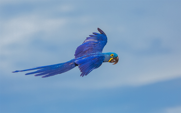 Hyacinth macaw, blue parrot, blue macaw, macaw in flight, parrots, South America