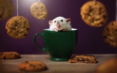 Hamster, cup, pets, cute animals
