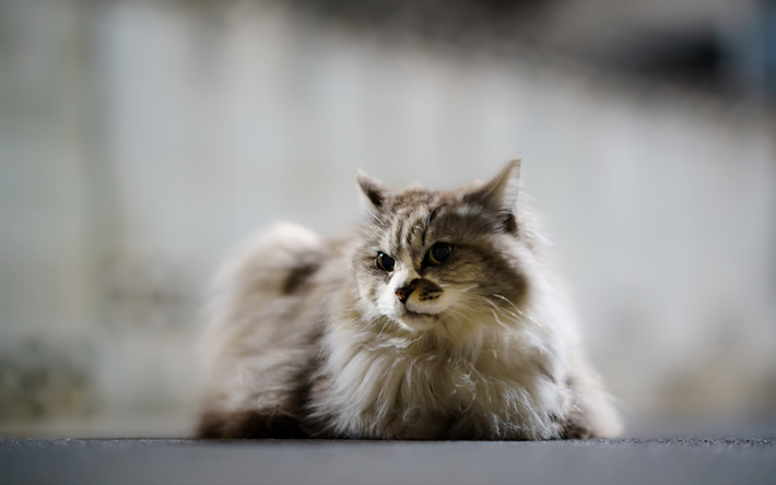 Ragdoll, ふわふわの灰色猫, ペット, 猫と緑色の瞳を