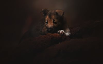 small brown puppy, cute little dog, pets, dogs, puppies