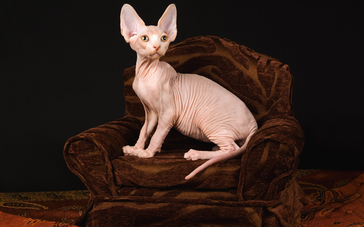 Gato Sphynx, gato sin pelo, animales dom&#233;sticos, animales lindos, razas de gatos sin pelo