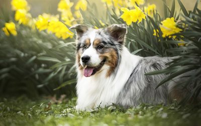Aussie, 4k, daffodils, bokeh, Australian Shepherd, pets, flowers, dogs, Australian Shepherd Dog, Aussie Dog