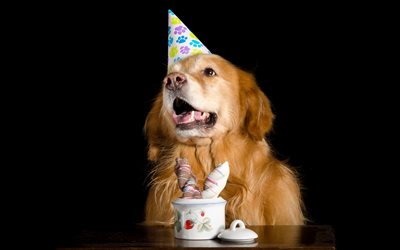 Labrador retriever, cane marrone, Compleanno, festa, simpatici animali, cani in