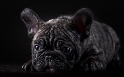 french bulldog, sad dog, close-up, dogs, puppy, black french bulldog, pets, cute animals, bulldogs