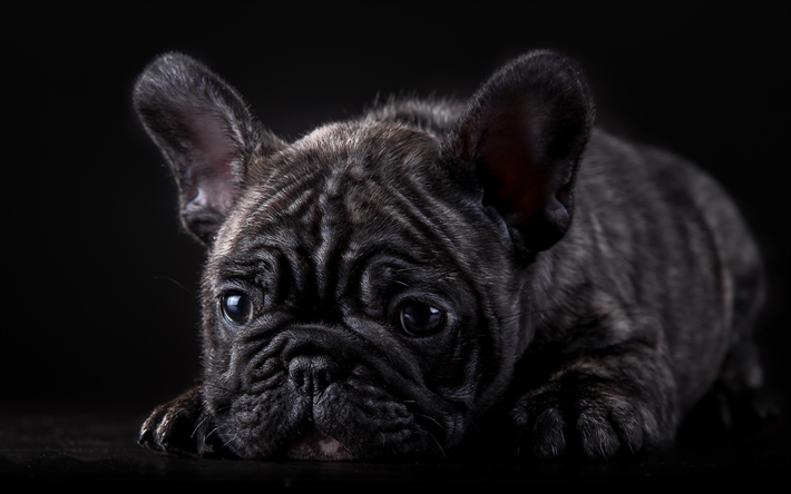 franz&#246;sische bulldogge, traurig, hund, nahaufnahme, hunde, welpe, schwarz franz&#246;sische bulldogge, tiere, niedliche tiere, bulldogs