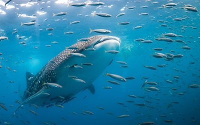 Balena, squalo, subacqueo, predatore, wildlife, oceano, branco di pesci, mondo sommerso, Rhincodon typus