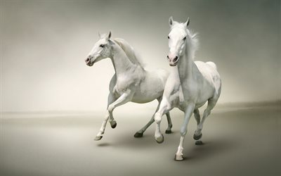 cavalos brancos, a execu&#231;&#227;o de cavalos, fundo branco, cavalos