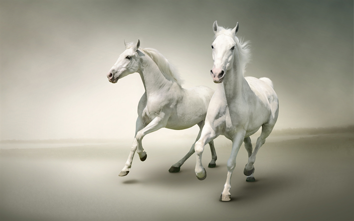 valkoiset hevoset, k&#228;ynniss&#228; hevoset, valkoinen tausta, hevoset
