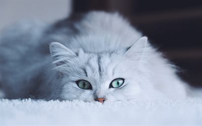 British Shorthair gatto, animali domestici, gatto sul letto, il gatto con gli occhi azzurri, carino animali
