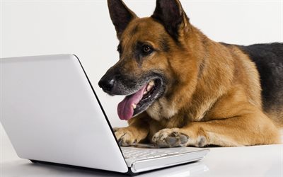Sch&#228;fer, nyfiken hund, dog vid datorn, utbildning begrepp, smart hund
