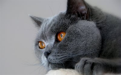 British Shorthair, close-up, gato dom&#233;stico, gatos, animales lindos, Gato Brit&#225;nico de Pelo corto