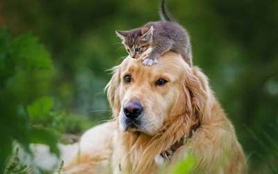 Golden Retriever, gatito, labrador, perros, la amistad, el bosque, mascotas, amigos, perros lindos, Golden Retriever Perro