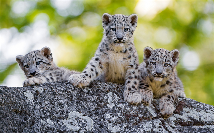 snow leopard-cubs, saalistajat, wildlife, valkoinen pikku leopardeja