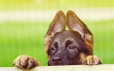 German Shepherd, bokeh, pets, puppy, close-up, cute animals, dogs, German Shepherd Dog