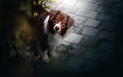 茶色の豪州羊飼い, かわいい茶色のふんわり犬, ペット, 良い犬, オーストラリア
