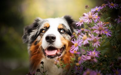 Aussie, flowers, Australian Shepherd, cute dog, pets, bokeh, dogs, Australian Shepherd Dog, Aussie Dog