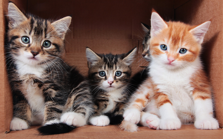 piccoli cuccioli, American shorthair gattini, animali, zenzero gattino, gatti in scatola, animali divertenti, animali domestici