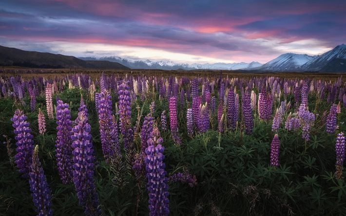 lupins, evening, sunset, mountain landscape, wildflowers, mountains, flower field, Southern Alps, Lake Tekapo, New Zealand