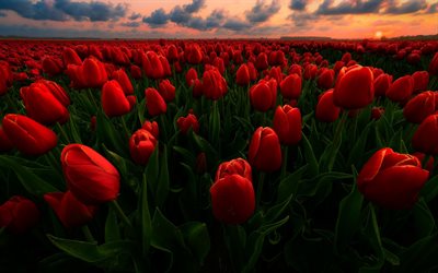 tulipani rossi, sera, tramonto, fiori di campo, tulipani, campo di fiori, Paesi Bassi, campo di tulipani