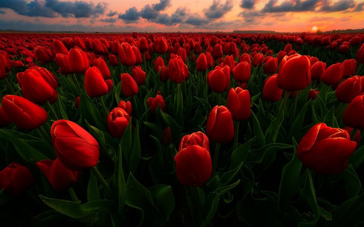 الزنبق الأحمر, مساء, غروب الشمس, الزهور البرية, الزنبق, حقل زهور, هولندا, حقل الخزامى