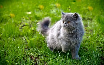 グレーでふかふかの猫, かわいい動物たち, 緑の芝生, 猫