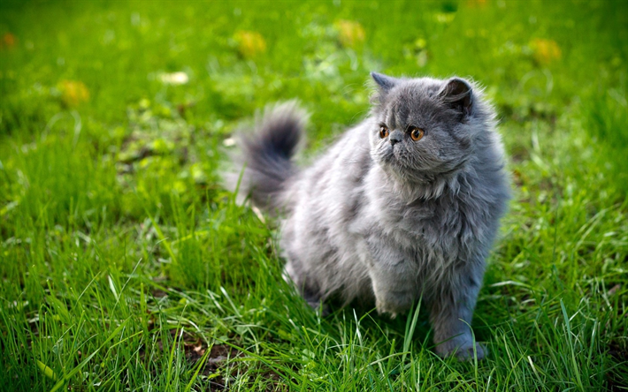 gray fluffy cat, cute animals, green grass, cats