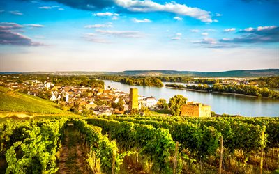Rudesheim, panorama, sommar, ving&#229;rdar, Tyskland