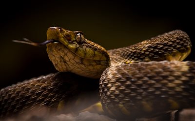 serpiente cobra, reptiles, animales peligrosos, ojos de serpiente
