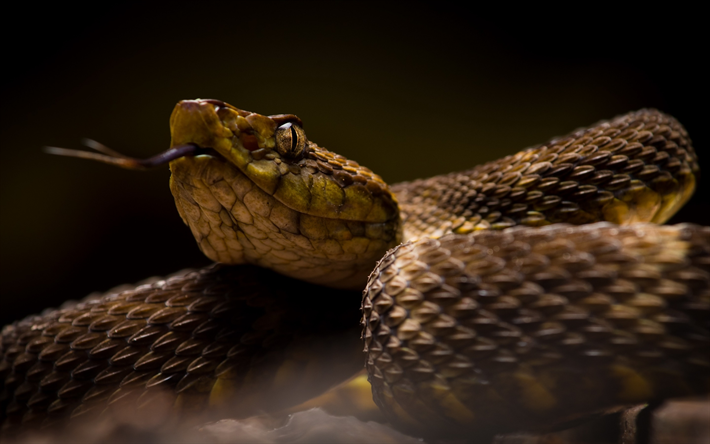 snake, cobra, reptile, dangerous animals, snake eyes
