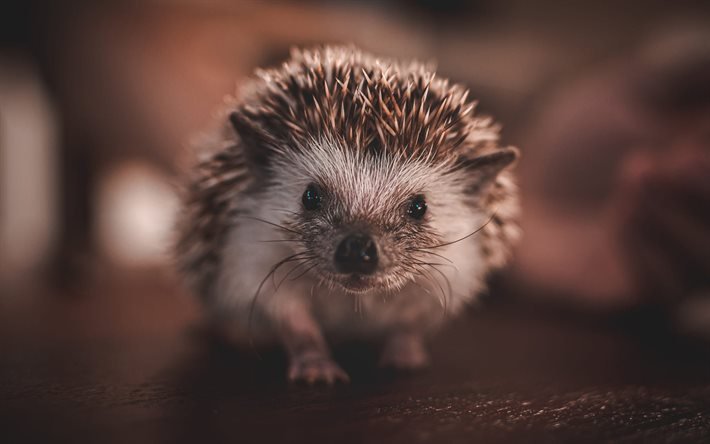 hedgehog, bokeh, funny animals, cute animals, autumn