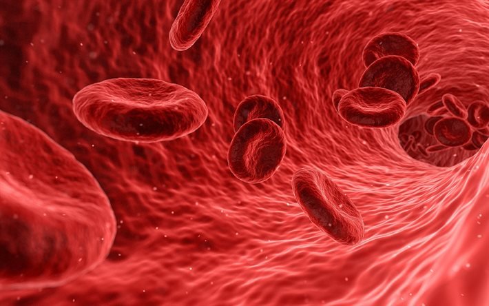 血液の概念, 赤血球, 科学, 生物学, エリスロイド細胞, 血液構造