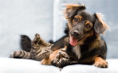 Friends, cat and dog, kitten and puppy, cute animals