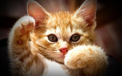kittens, red-headed cat, cute animals, cats
