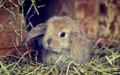 rabbit, furry animal, blur, cute animals