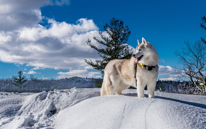 husky, 4k, monte de neve, cachorros, inverno, animais de estima&#231;&#227;o, Husky Siberiano