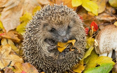 hedgehog, cute animal, autumn, wildlife, forest animals