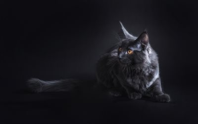 Maine Coon Cat, 4k, pets, gray cat, cute animals, cats, domestic cat, Maine Coon