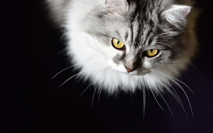 Gato siberiano, las mascotas, el gato gris, esponjosas lindos gatos