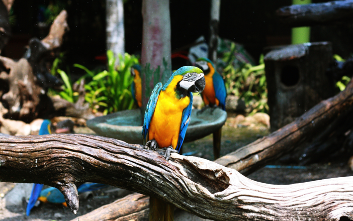 4k, macaw, zoo, parrots, branch, colorful bird
