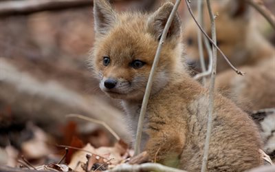 pequeno fox, animais da floresta, animais de pequeno porte, raposa, a vida selvagem