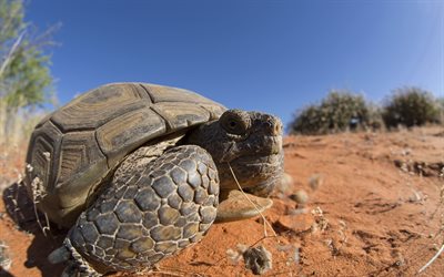 Desert Tortoise, natureza selvagem, Mojave, Mexico, deserto tartarugas
