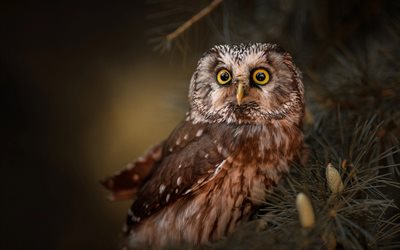 owl, wildlife, beautiful birds, forest birds, big eyes
