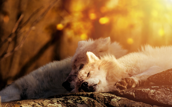 kurt beyaz kurt, orman, yırtıcı, vahşi, &#231;ift