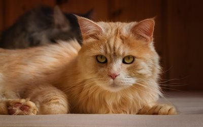 gato rojo, gato dom&#233;stico, lindo mascotas, gatos, gato peludo
