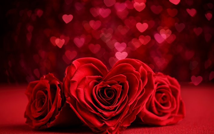 الورود الحمراء القلب, الرومانسية, عيد الحب, 14 فبراير, الورود, رومانسية العطل