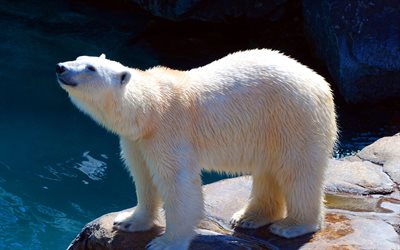 Polar Bear, zoo, bj&#246;rnar, Ursus maritimus, vita bj&#246;rn